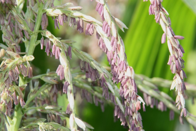 Elixir floral de Maïs doux bio, pour renouer avec la terre et la nature