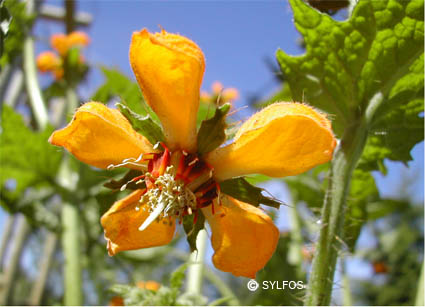 élixir floral andin Ortiga Brava pour la vitalité et la capacité à aller de l'avant