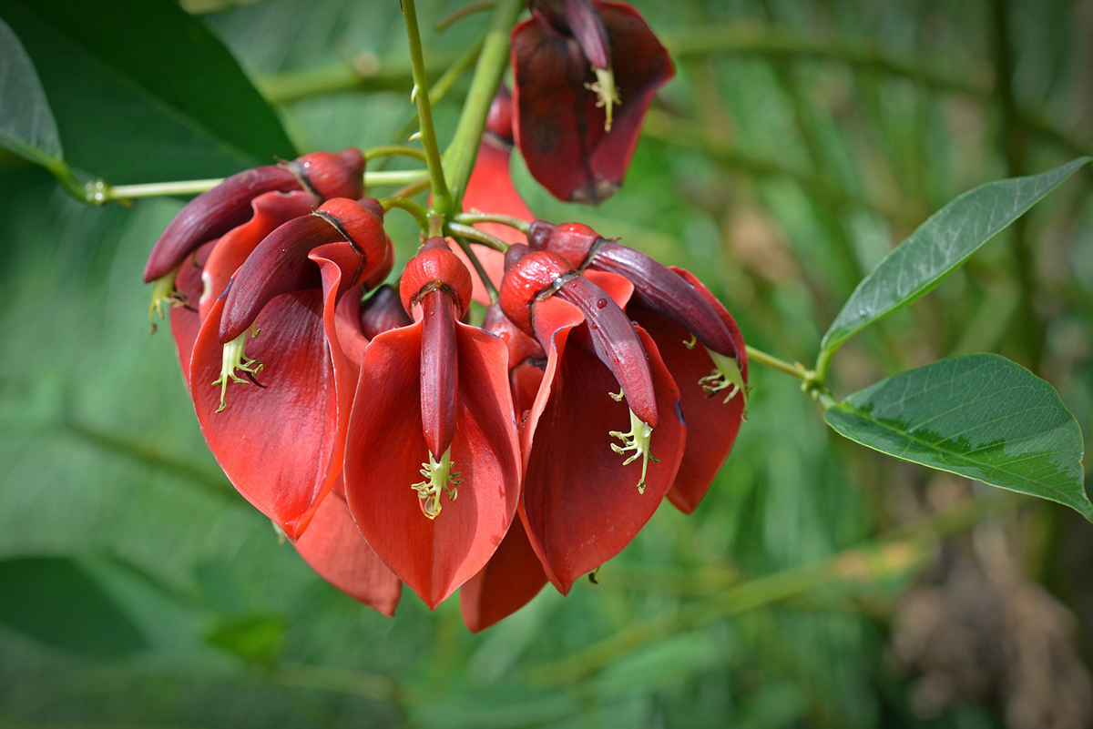 L'élixir floral Andin de Ceibo pour se reconnecter et retrouver l'harmonie