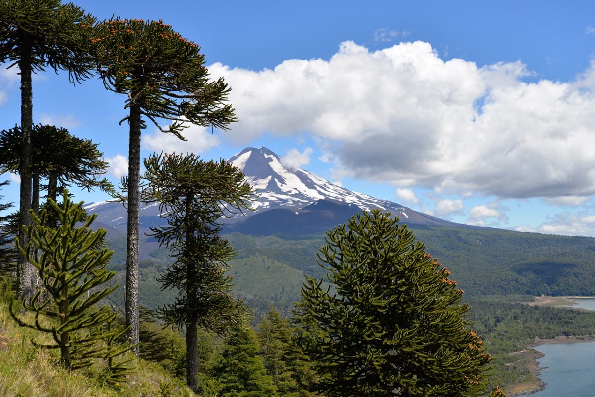 L'Araucaria du Chili constitue les forêts les plus anciennes de la planète !