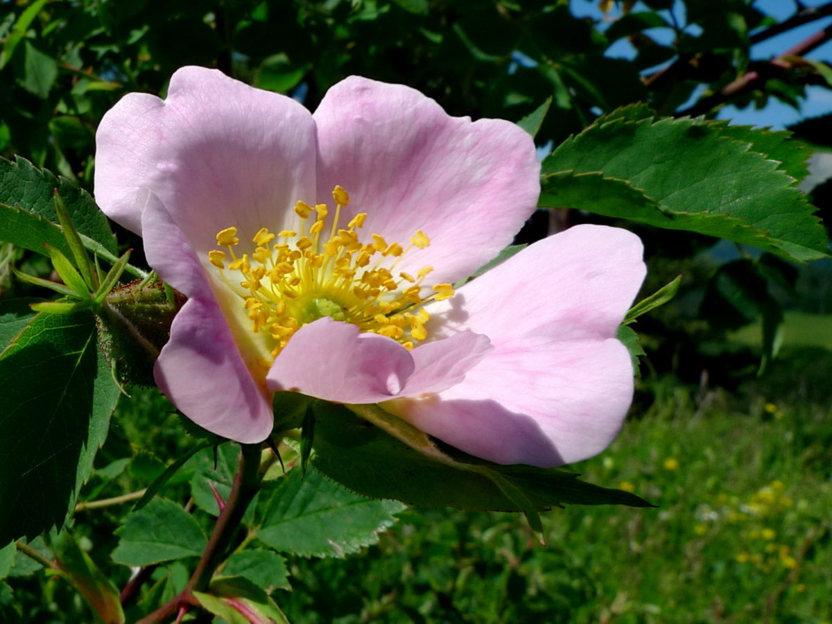 L'Églantier (Wild Rose) est la fleur de la joie de vivre - Fleur de Bach