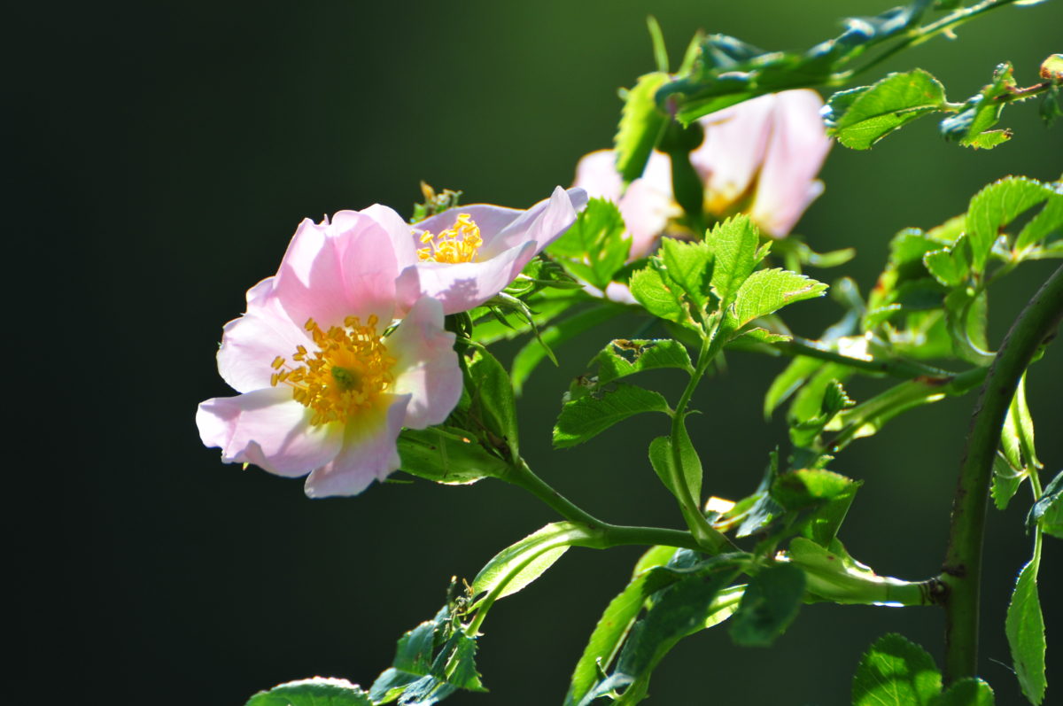 Fleur d'Églantier (Wild Rose)