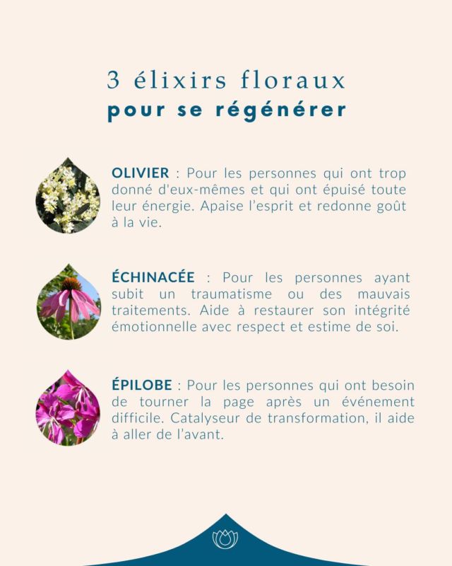 Voici 3 élixirs floraux pour vous aider à vous régénérer en douceur et retrouver votre équilibre intérieur ☀️🌿 
#élixirsfloraux #florithérapie #émotions #régénération #fleursdebach #épuisement #fatigue #traumatisme #évolution