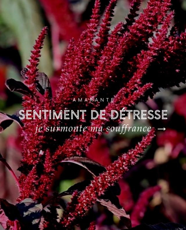 🌺 Plante de la famille des Amaranthacées cultivées soit pour l’alimentation en Asie, Amérique et Afrique, soit pour la décoration grâce à ses épis spectaculaires. L’Amarante s’adapte à tous le sols.
Son élixir floral est recommandé dans les situations de profonde détresse. 
• permet de surmonter le sentiment de dévastation, d’hostilité, de solitude et de rejet, 
• aide à affronter et à traverser la souffrance extrême, la désolation la plus totale, les situations désespérées, sans issue.
• renforce l’organisme lorsque l’on se sent attaqué, affaibli ou déstabilisé émotionnellement. 
💧 3 à 4 gouttes, 3 à 4 fois par jour par voie orale
À prendre en unitaire ou à ajouter dans un composé personnalisé. 
Il est également présent dans le composé floral RENAISSANCE 🙌🏼
#amarante #elixirsfloraux #florithérapie #emotions #accompagnement #developpementpersonnel