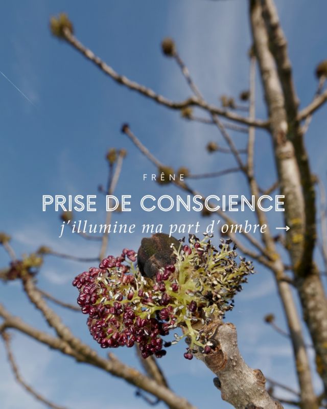 🌳 Arbre de la famille des Oléacées, commun dans les bois et les haies, le Frêne peut atteindre 35m de haut. Il est présent partout en Europe sauf dans les régions méditerranéennes. Ses fleurs de couleur rouge foncé, disposées en bouquets à l’extrémité des rameaux, apparaissent avant les feuilles, en avril-mai.
Son élixir floral favorise l’émergence des aspects cachés de la personnalité, il aide à affronter sereinement les événements douloureux du passé et à en comprendre la signification. 
Apporte ouverture et courage, favorise compréhension et détachement. ☀
#élixirfloral #frêne #florithérapie #compréhension #courage #événementdouloureux #accompagnement #émotionnel